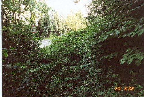 Archive photographique — 2002-07-DEFRICHAGE-9